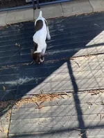 Stacy, a female German Shorthaired Pointer for sale in Wingate, NC – 3 of 4