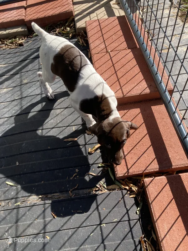 Stacy – German Shorthaired Pointer puppy for sale in Wingate, NC