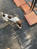 Lacy, a female German Shorthaired Pointer for sale in Wingate, NC – 3 of 3