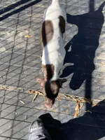 Stacy, a female German Shorthaired Pointer for sale in Wingate, NC – 2 of 4