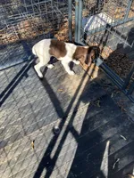 Stacy, a female German Shorthaired Pointer for sale in Wingate, NC – 4 of 4