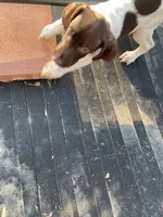 Lacy, a female German Shorthaired Pointer for sale in Wingate, NC – 2 of 3