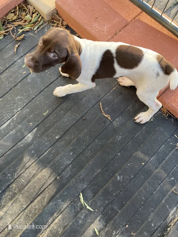 Lacy – German Shorthaired Pointer puppy for sale in Wingate, NC