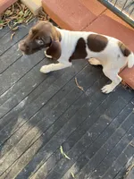 Lacy, a female German Shorthaired Pointer for sale in Wingate, NC – 1 of 3