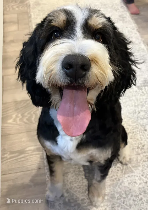 Celeste  – Bernedoodle puppy for sale in Fleming, CO