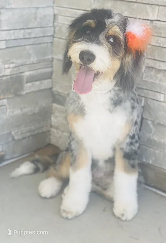 Aria – Bernedoodle puppy for sale in Fleming, CO