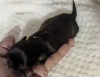 Reese Dark Chocolate Long Coat , a male Chihuahua for sale in Wittmann, AZ – 3 of 6