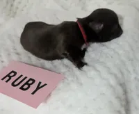 Ruby LC , a female Chihuahua for sale in Wittmann, AZ – 3 of 7