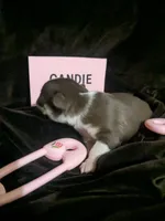 Candie  Smooth Coat , a female Chihuahua for sale in Wittmann, AZ – 4 of 6