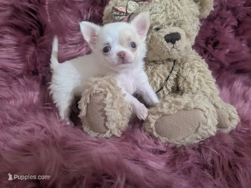 AKC  Priscilla LC  – Chihuahua puppy for sale in Wittmann, AZ