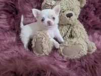 AKC  Priscilla LC , a female Chihuahua for sale in Wittmann, AZ – 1 of 10