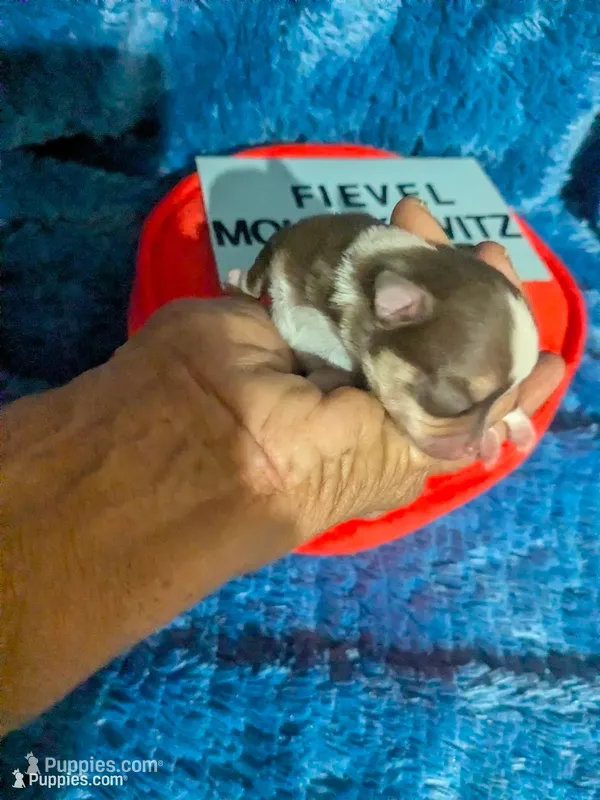 Fievel Mousekowitz   – Chihuahua puppy for sale in Wittmann, AZ