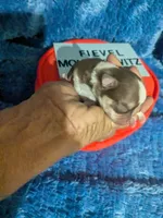 Fievel Mousekowitz  , a male Chihuahua for sale in Wittmann, AZ – 5 of 8