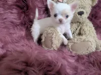 AKC  Priscilla LC , a female Chihuahua for sale in Wittmann, AZ – 5 of 10