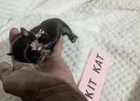 Kit Kat Tiny LC , a female Chihuahua for sale in Wittmann, AZ – 3 of 9