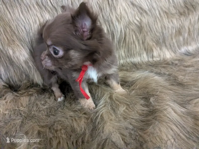 Tcup Long Coat Ruby  – Chihuahua puppy for sale in Wittmann, AZ