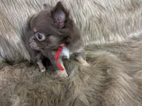 AKC Tcup Long Coat Ruby , a female Chihuahua for sale in Wittmann, AZ – 1 of 8