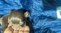 TCup Reese , a male Chihuahua for sale in Wittmann, AZ – 2 of 6