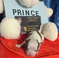 Prince, a male Chihuahua for sale in Wittmann, AZ – 5 of 8
