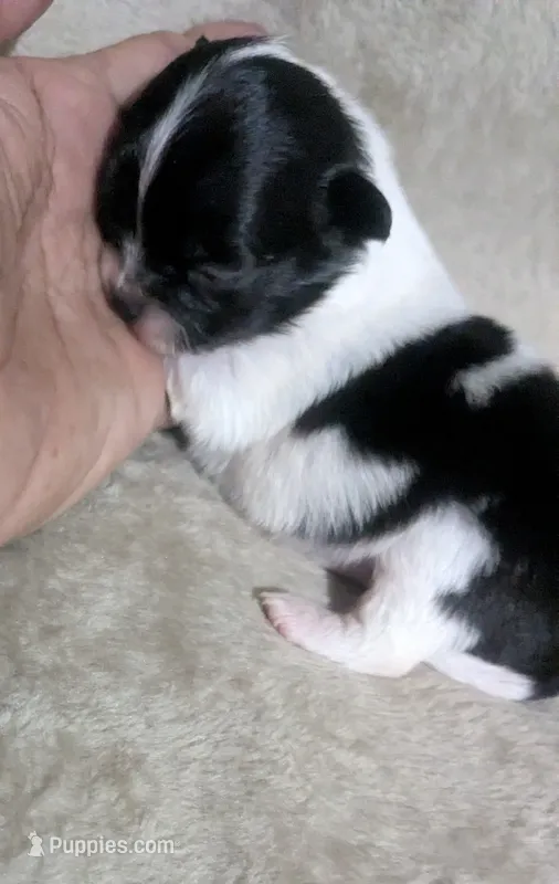 Oreo  – Chihuahua puppy for sale in Wittmann, AZ