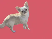 Priscilla , a female Chihuahua for sale in Wittmann, AZ – 5 of 6