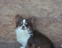 Full AKC Faith , a female Chihuahua for sale in Wittmann, AZ – 5 of 8