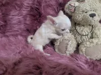 AKC Lisa Marie LC , a female Chihuahua for sale in Wittmann, AZ – 5 of 10