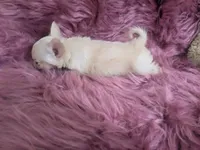 AKC Lisa Marie LC , a female Chihuahua for sale in Wittmann, AZ – 3 of 10