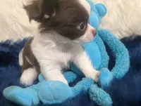 AKC Tiny Peanut  LC , a male Chihuahua for sale in Wittmann, AZ – 8 of 10