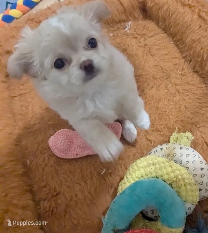 Pearl – Chihuahua puppy for sale in Wittmann, AZ