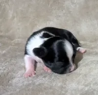 Panda, a male Chihuahua for sale in Wittmann, AZ – 6 of 8