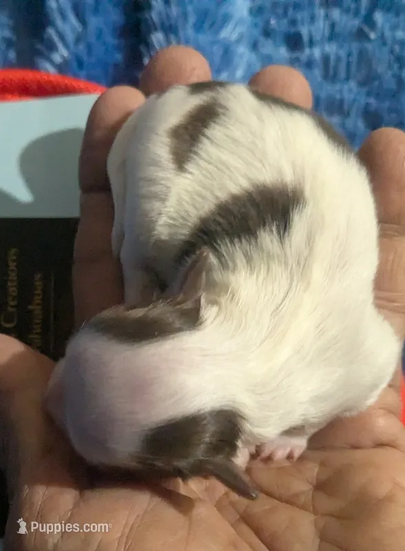 Prince – Chihuahua puppy for sale in Wittmann, AZ