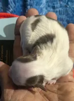 Prince, a male Chihuahua for sale in Wittmann, AZ – 1 of 8