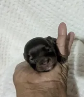 Tiny Baby Ruth, a female Chihuahua for sale in Wittmann, AZ – 2 of 5