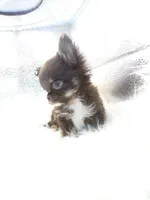 AKC Candie , a female Chihuahua for sale in Wittmann, AZ – Photo 3 of 6