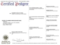 AKC Candie , a female Chihuahua for sale in Wittmann, AZ – Photo 6 of 6