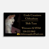 AKC Candie , a female Chihuahua for sale in Wittmann, AZ – Photo 5 of 6