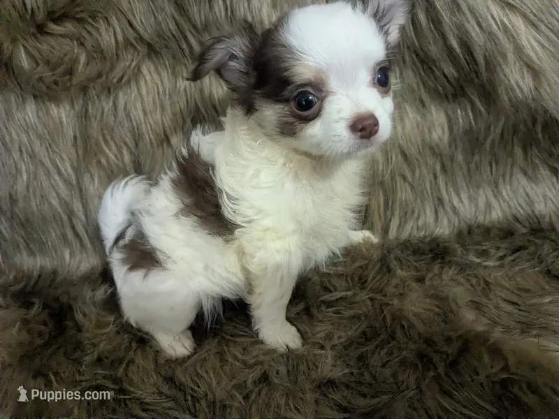 Tiny LC Prince    – Chihuahua puppy for sale in Wittmann, AZ