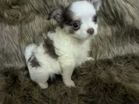 Tiny LC Prince   , a male Chihuahua for sale in Wittmann, AZ – 1 of 8