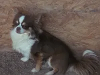 Tiny Peanut  LC , a male Chihuahua for sale in Wittmann, AZ – 8 of 8