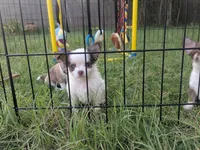 Tiny Prince  Long Coat , a male Chihuahua for sale in Wittmann, AZ – 3 of 10