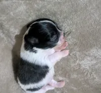 Oreo , a male Chihuahua for sale in Wittmann, AZ – 7 of 10