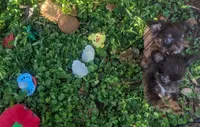 AKC Tiny Twix , a male Chihuahua for sale in Wittmann, AZ – 5 of 9