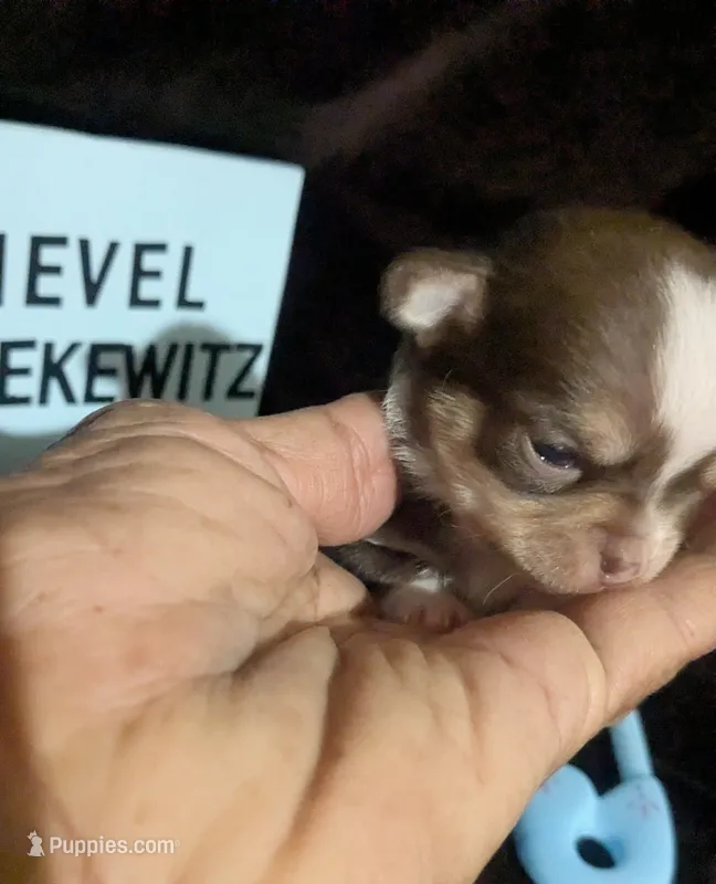 Fievel Mousekowitz   – Chihuahua puppy for sale in Wittmann, AZ