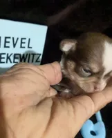 Fievel Mousekowitz  SC , a male Chihuahua for sale in Wittmann, AZ – 1 of 6