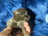 TCup Reese , a male Chihuahua for sale in Wittmann, AZ – 5 of 6