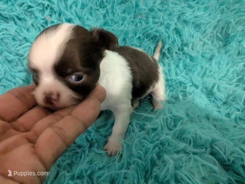 LC Peanut  – Chihuahua puppy for sale in Wittmann, AZ