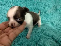 LC Peanut , a male Chihuahua for sale in Wittmann, AZ – 1 of 10