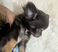 AKC Tiny Reeses , a male Chihuahua for sale in Wittmann, AZ – 3 of 8