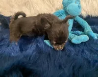 AKC Tiny Reeses , a male Chihuahua for sale in Wittmann, AZ – 5 of 8